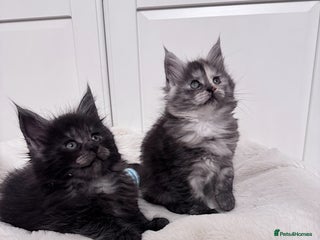 Maine Coon cats 🌟🌟Beautiful Maine Coon kittens 🌟🌟🌟 - Advert 16