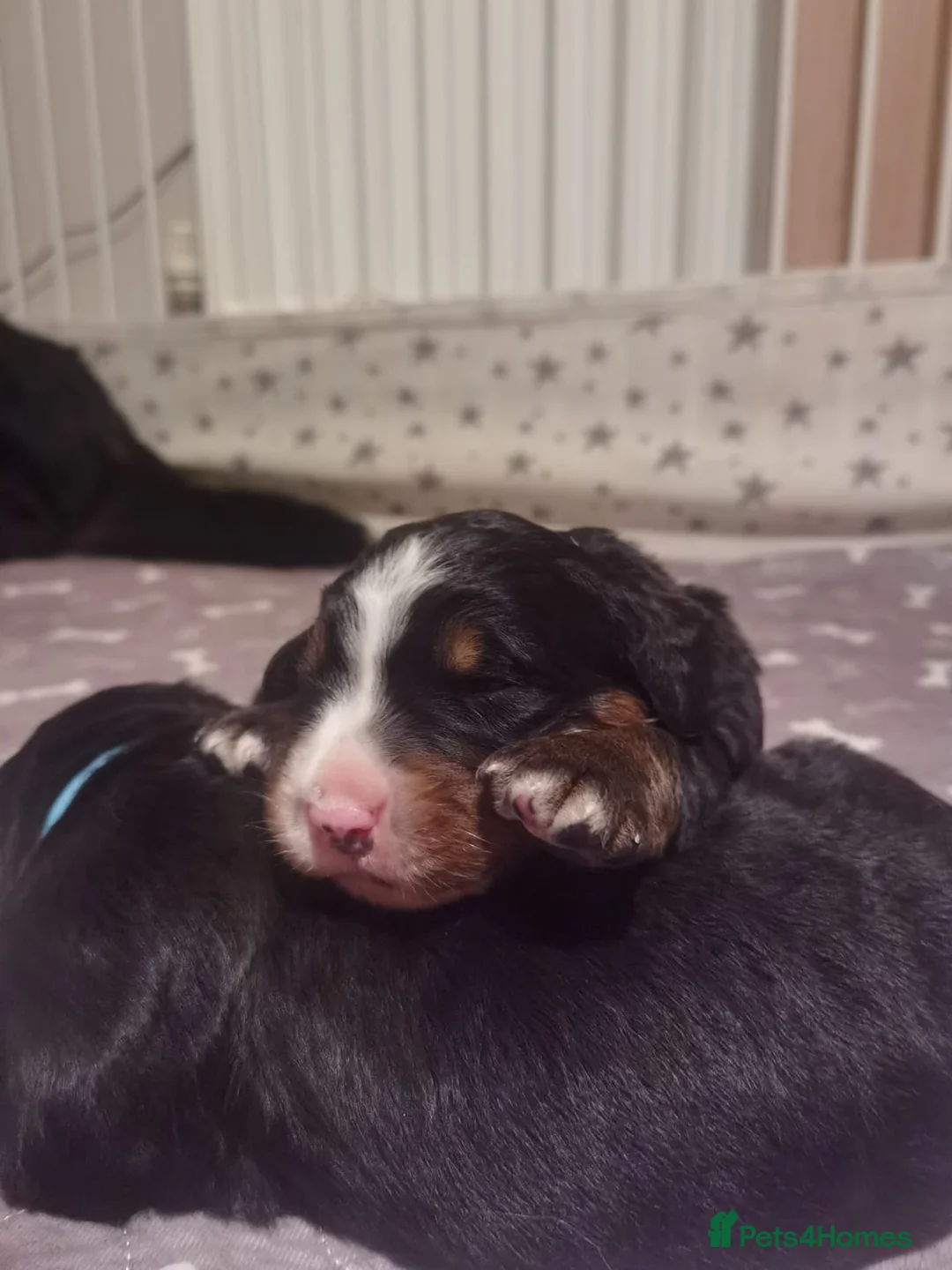 Bernese Mountain Dog dogs for sale: KC Registered Bernese Maountain Dog Puppies - Advert 1