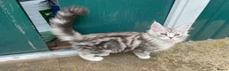 Maine Coon cats for sale: Adorable Maine Coon Kittens - Advert 11