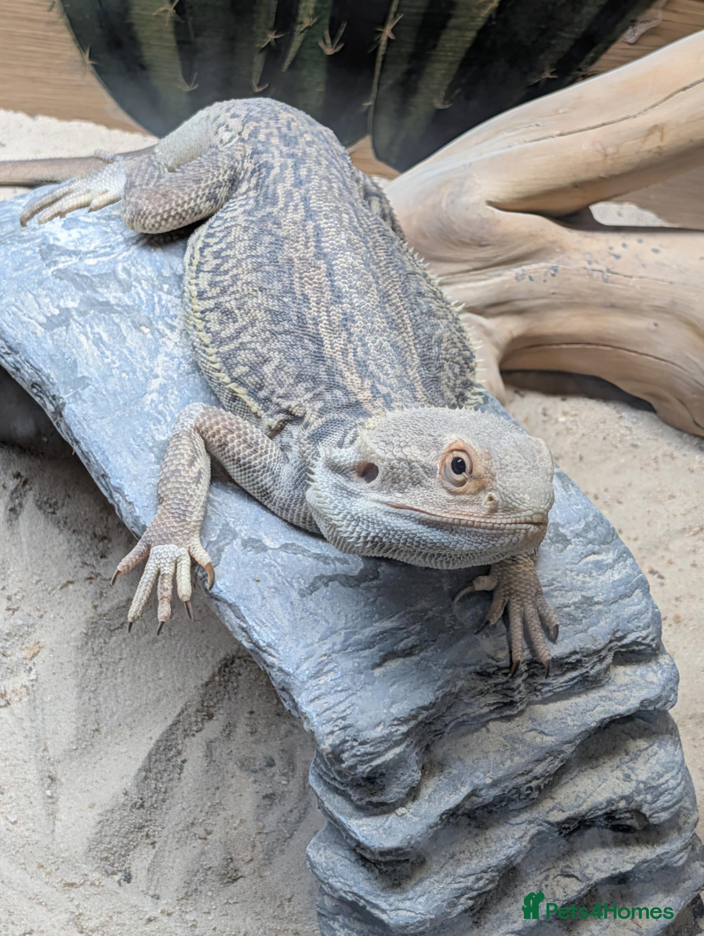 Bearded Dragon reptiles Trans Genetic Stripe Dunner Male - Advert 5