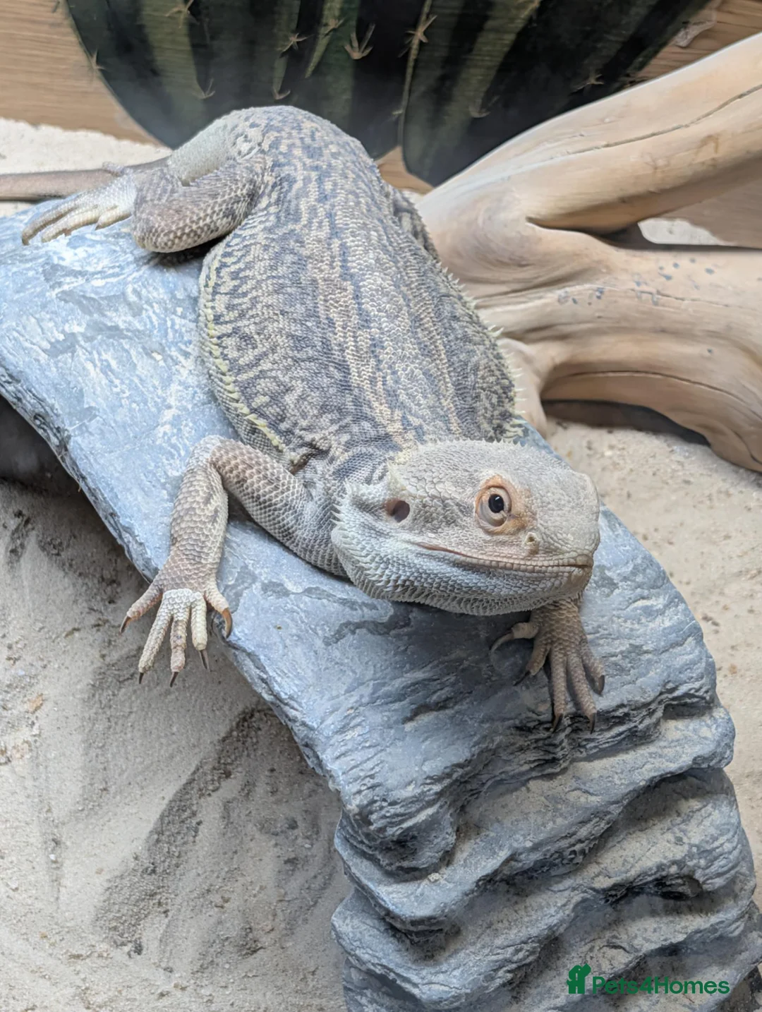 Bearded Dragon reptiles for sale: Trans Genetic Stripe Dunner Male - Advert 1