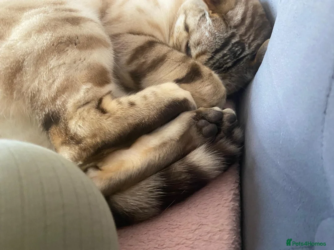 Bengal cats for sale: Male bengal  - Advert 2