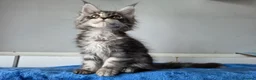 Maine Coon cats for sale: GCCF-registered Maine Coon kittens. - Advert 30