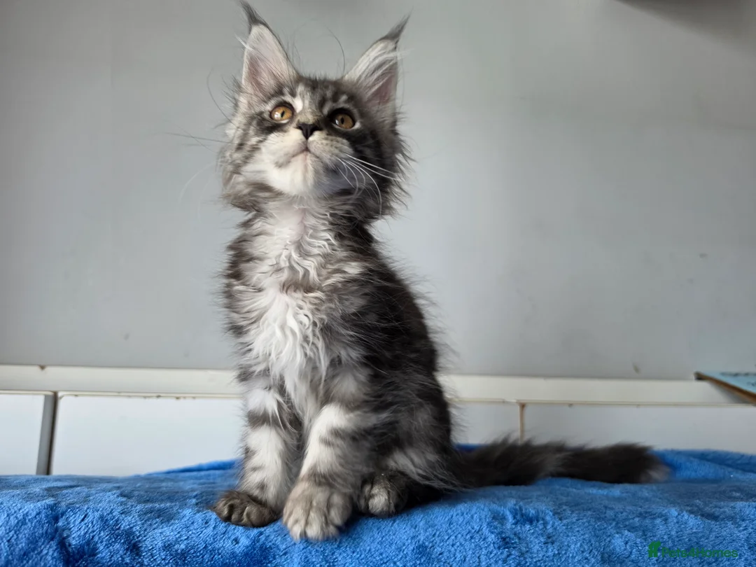 Maine Coon cats for sale: GCCF-registered Maine Coon kittens. - Advert 30
