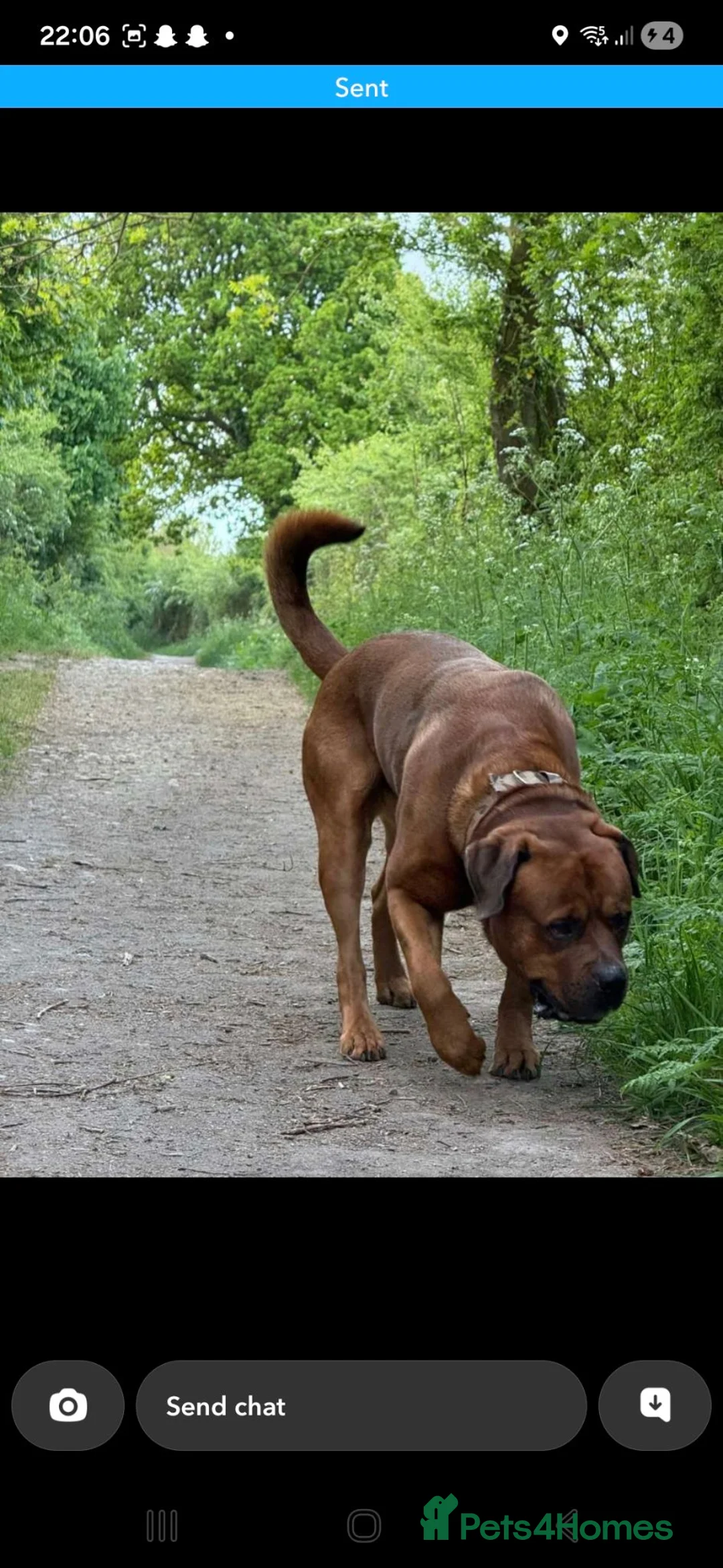 Mixed Breed dogs for sale: Kane Dogue De Bordeaux x Rottweiler  in Redcar - Advert 11