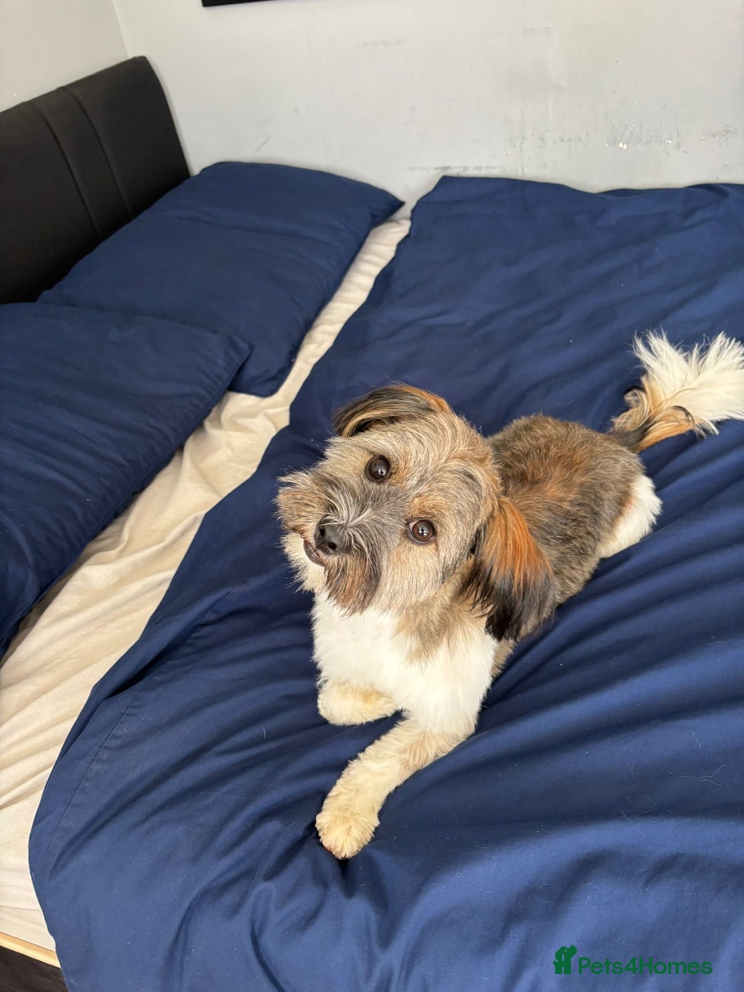 Mixed Breed dogs for adoption: Pepito  - Image 4
