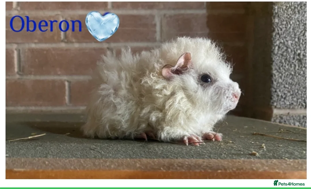 Guinea Pig rodents for sale: Pedigree Lunkarya Cali & smooth blue Guinea pigs - Advert 1