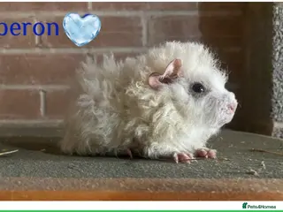 Guinea Pig rodents Pedigree Lunkarya Cali & smooth blue Guinea pigs - Advert 12