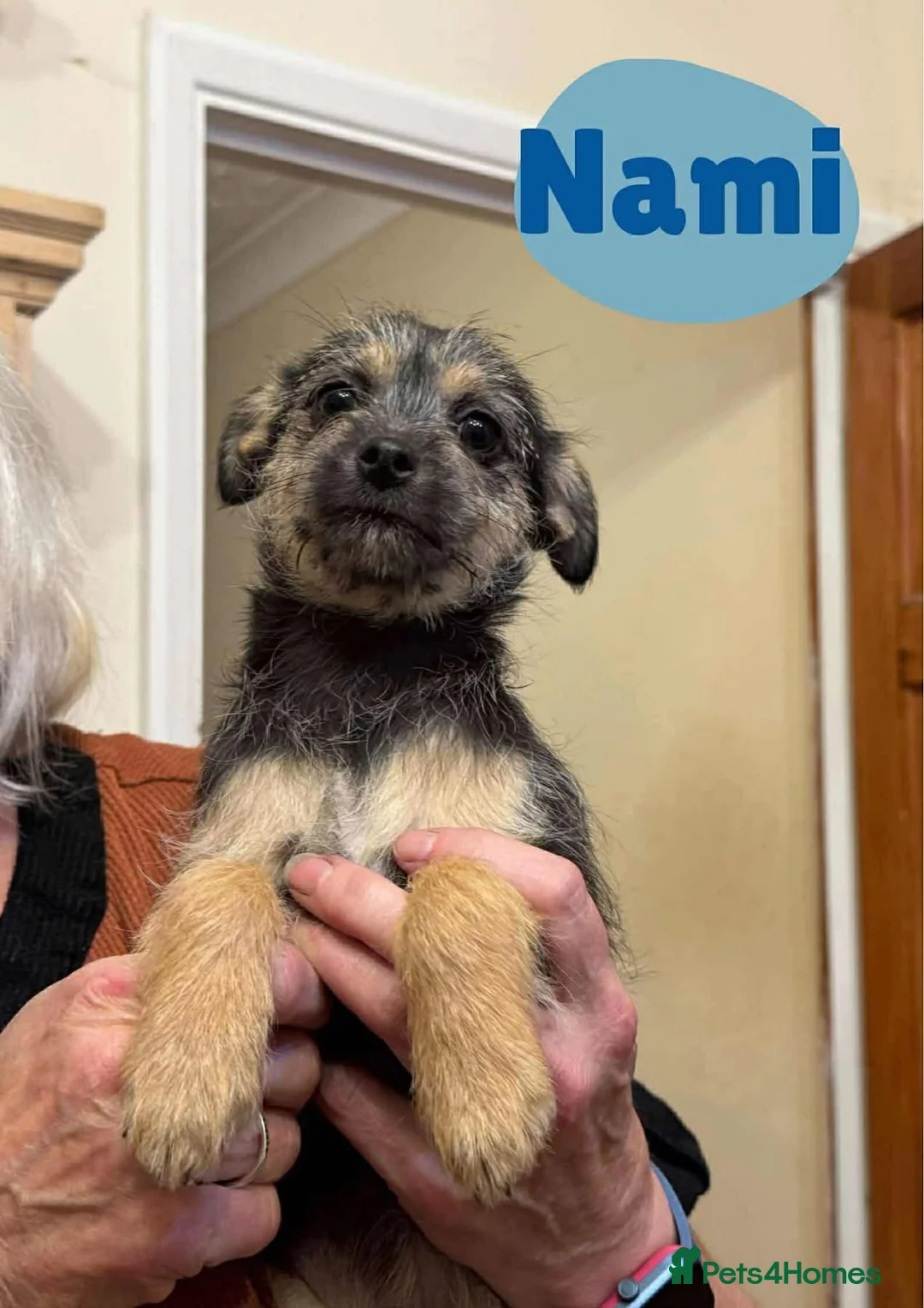 Mixed Breed dogs for adoption: Nami - Hingham Norfolk  - Advert 1