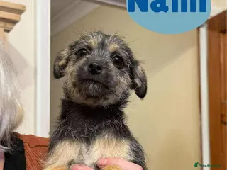 Mixed Breed dogs Nami - Hingham Norfolk - Advert 1