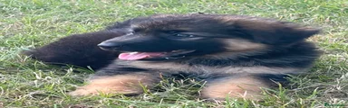 German Shepherd 3