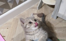 British Shorthair cats for sale: GCCF 💛 Sandy 💛 Pedigree British Shorthair Kitten - Image 3