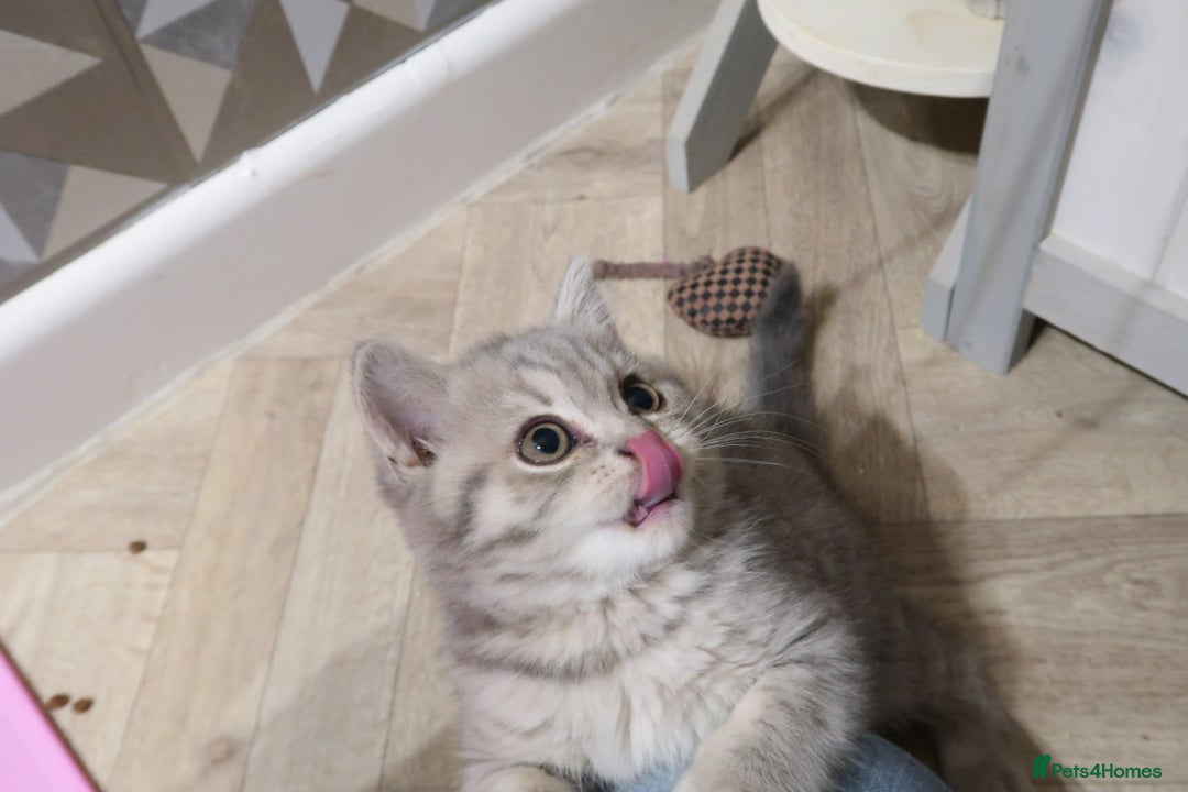 British Shorthair cats for sale: GCCF 💛 Sandy 💛 Pedigree British Shorthair Kitten - Image 3
