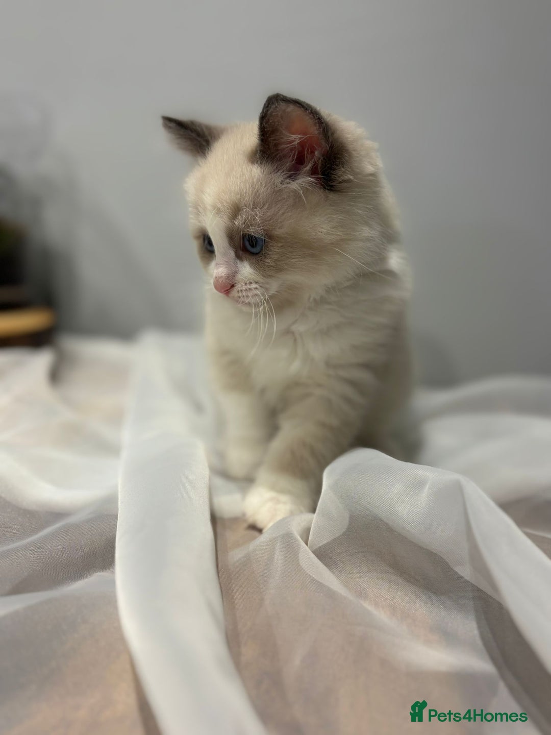 Ragdoll cats for sale: Purebred ragdoll kittens.1 girl & 3 boys-ready now - Advert 15