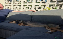 Mixed Breed dogs for adoption: Freya -20 months old, Hound Mix Girl - Image 12