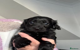 Cockapoo dogs for sale: 2 cockapoo girls - Image 3