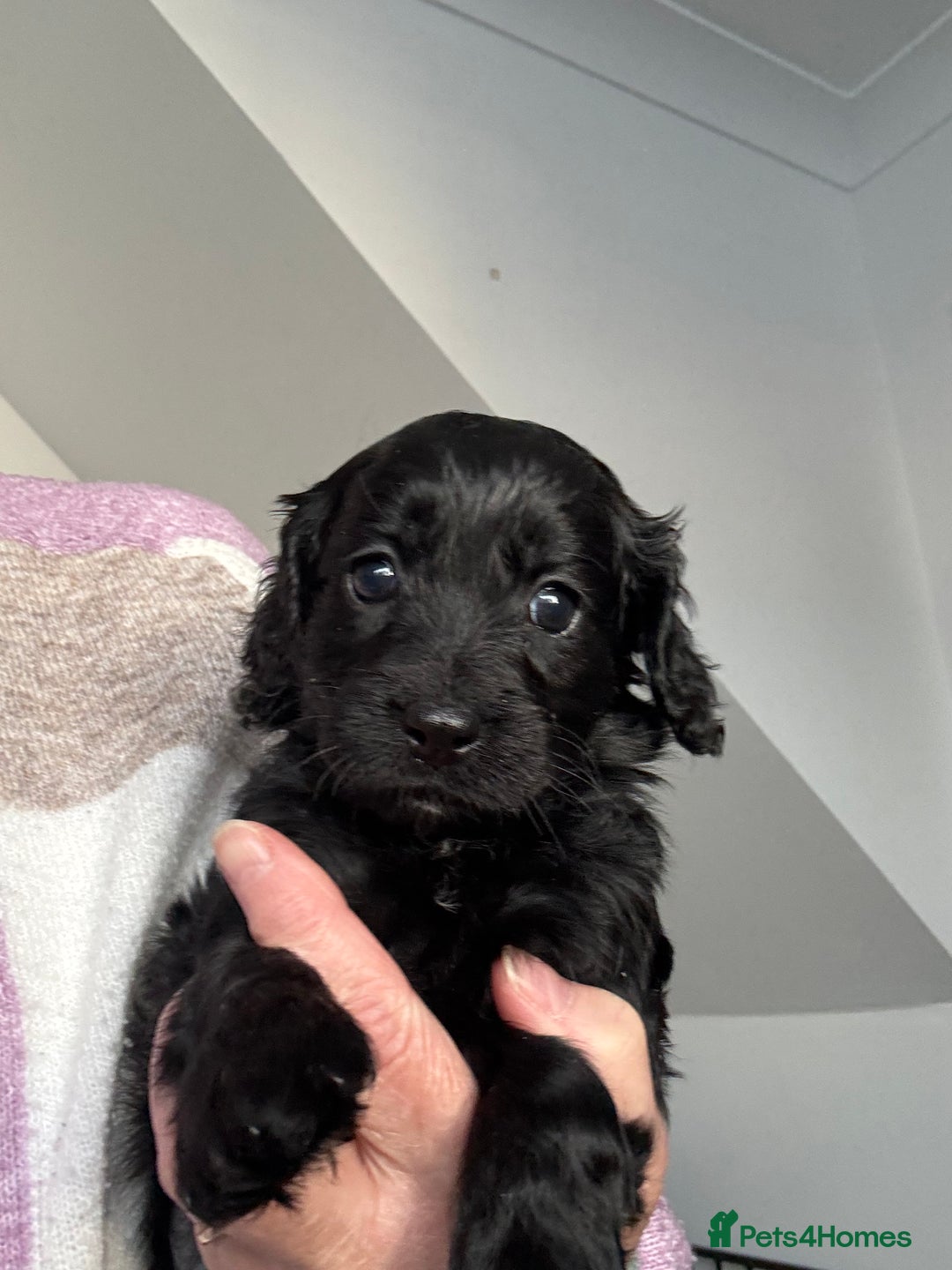 Cockapoo dogs for sale: 2 cockapoo girls - Image 3