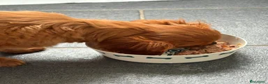 Cavalier King Charles Spaniel 3