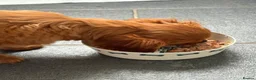 Cavalier King Charles Spaniel dogs for sale: Cavalier king Charles  - Advert 4