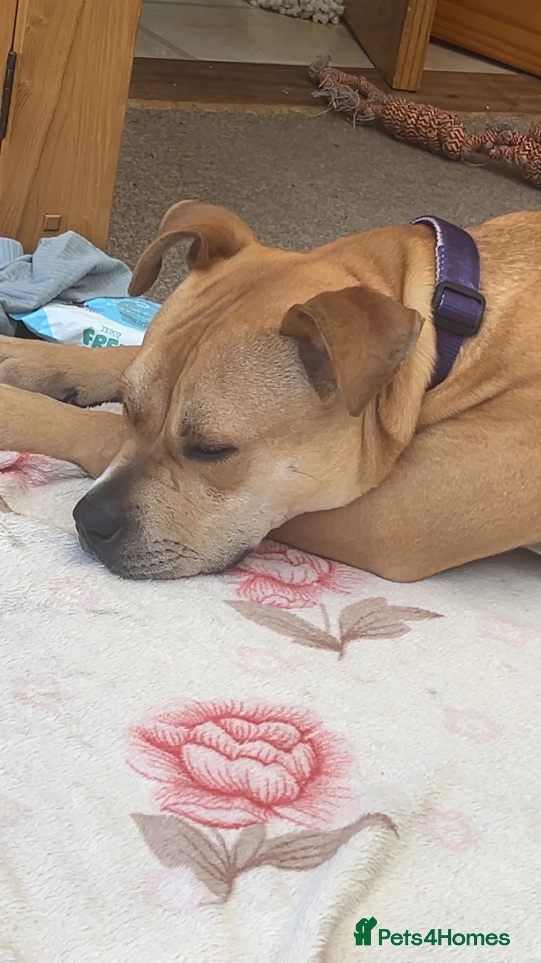 Mixed Breed dogs for sale: Bella the Staffy cross in Wantage - Advert 3