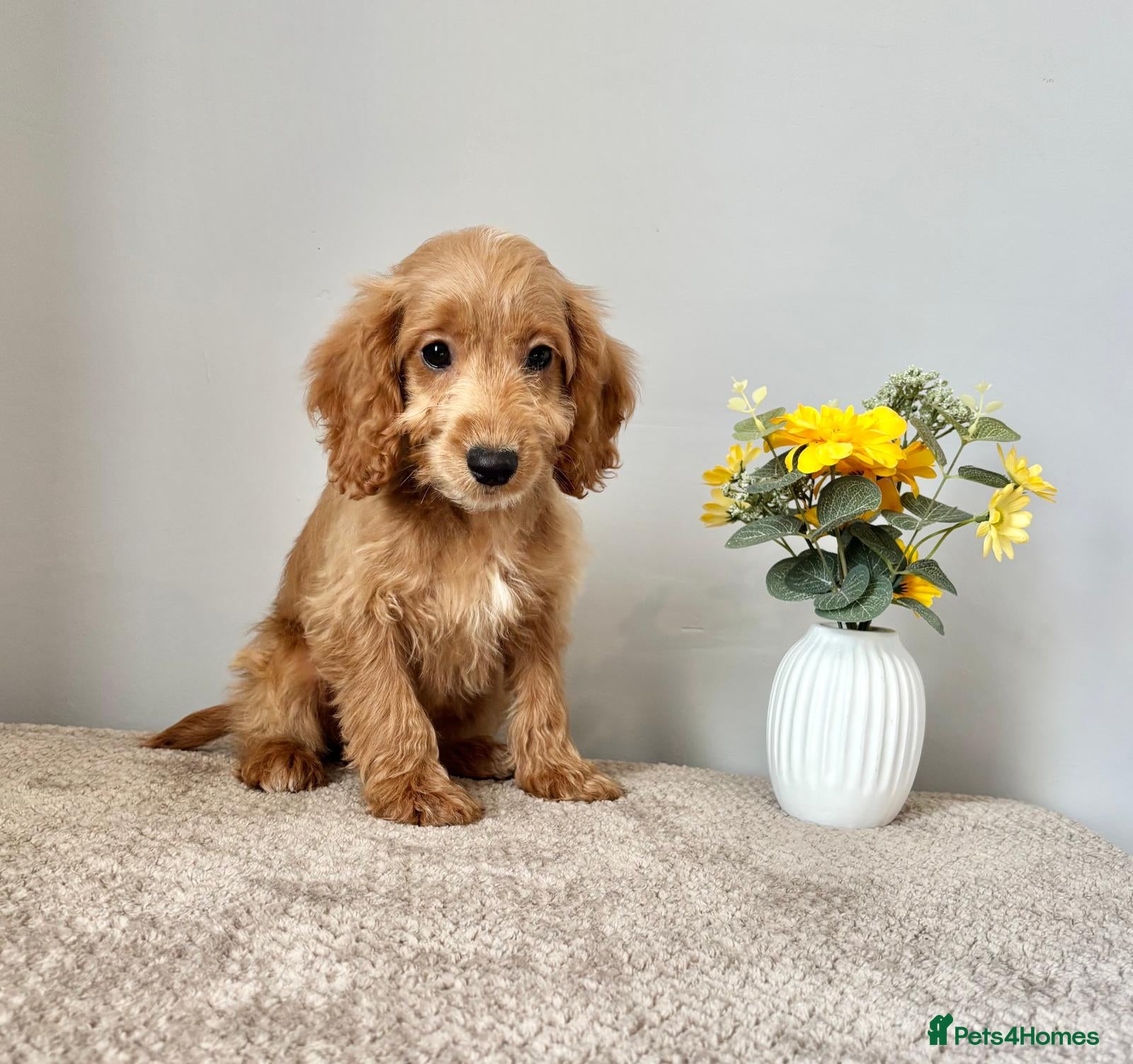 Cockapoo dogs Cockapoo Last Girl Ready Now - Advert 2