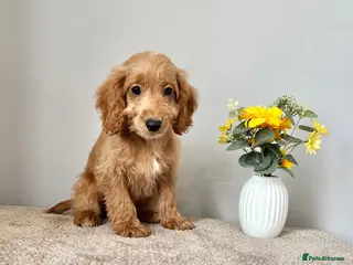 Cockapoo dogs Cockapoo Last Girl Ready Now - Advert 2