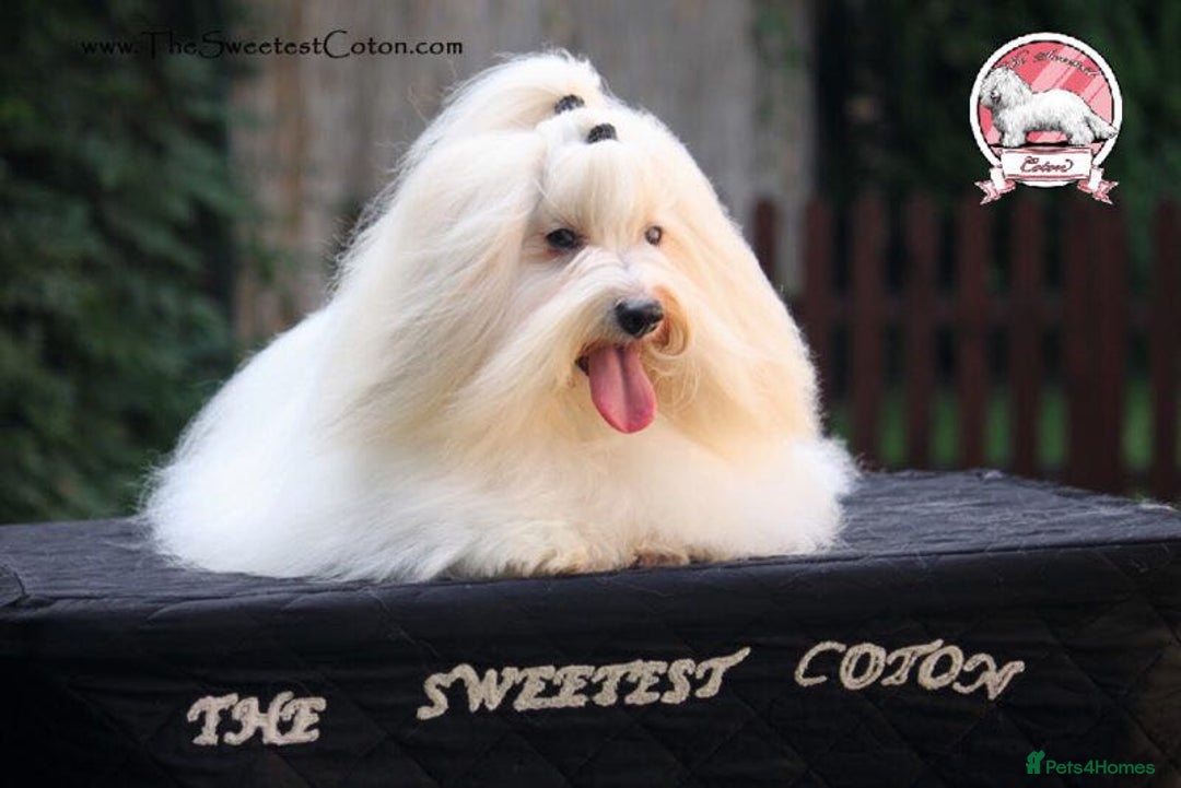 Coton De Tulear dogs for sale: K.C reg Coton de Tulear Puppies inc. World Champio - Advert 2