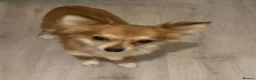 Chihuahua dogs for sale: Playful chihuahua puppies - Advert 5