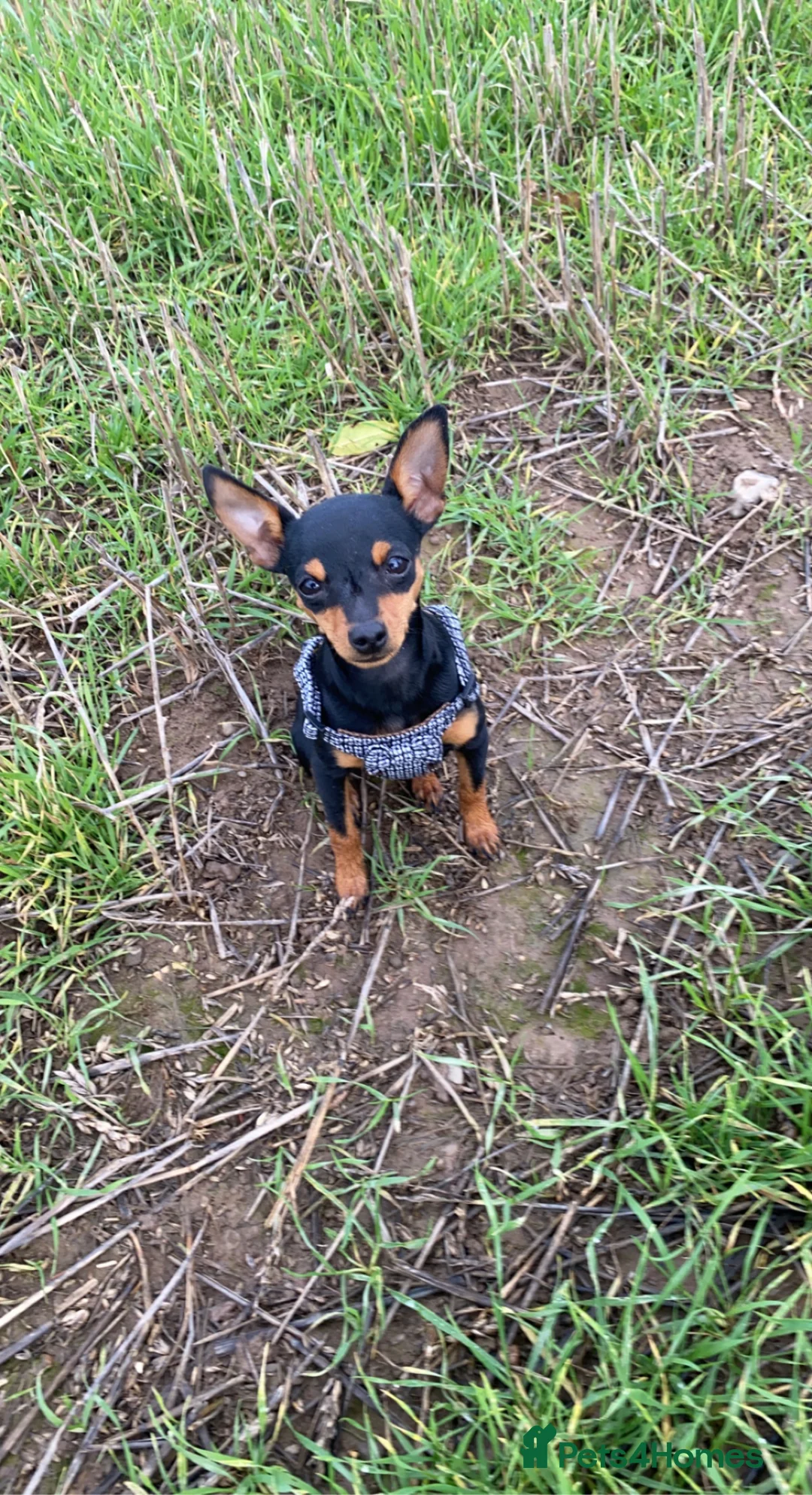 Miniature Pinscher dogs for sale: Female KC Min Pin  - Advert 1