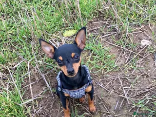 Miniature Pinscher dogs Female KC Min Pin - Advert 2