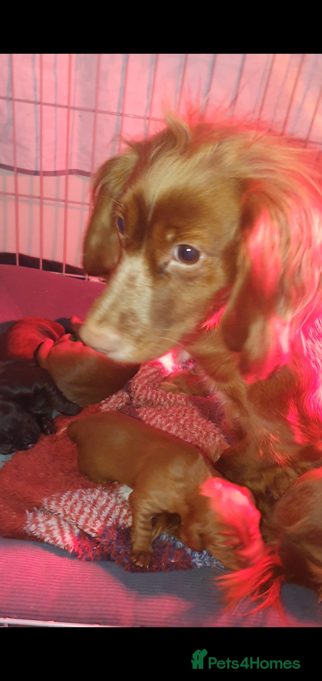Cocker Spaniel dogs for sale: 3 beautiful working cocker spaniel pups  - Advert 17