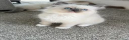 Ragdoll cats for sale: Beautiful GCCF Lilac/Blue Mitted kittens 🥇🐾 - Advert 6