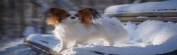Papillon dogs for stud: ♥STUD♥ Papillon in Kettering - Advert 14