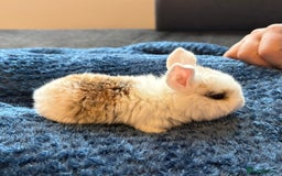 Mini Lop rabbits for sale: Pure Bred Mini Lop babies - Advert 29