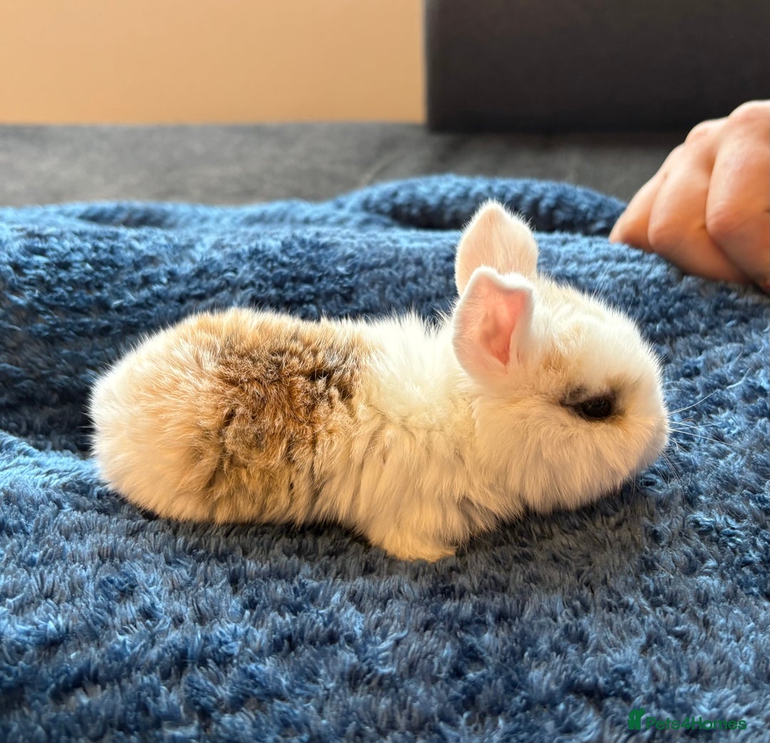 Mini Lop rabbits for sale: Pure Bred Mini Lop babies - Advert 29