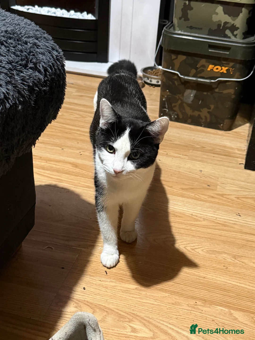 Mixed Breed cats for sale: Male cat (no litter) - Advert 1