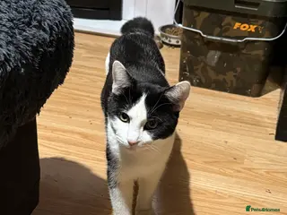 Mixed Breed cats Male cat (no litter) - Advert 1