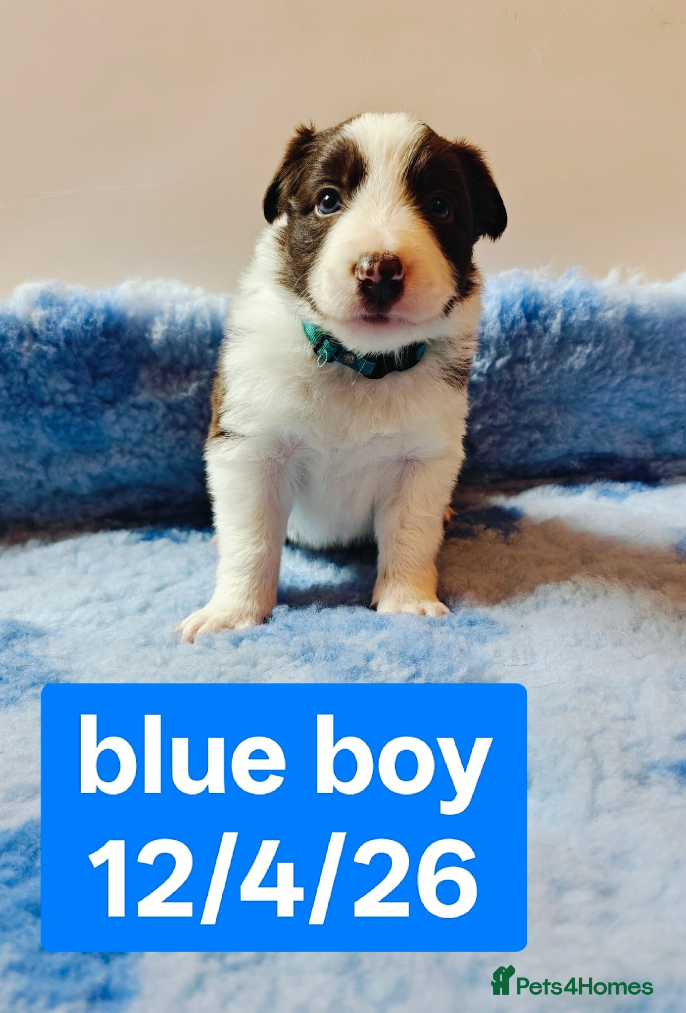 Border Collie dogs Stunning pure bred Red & White Border collie pups - Advert 2