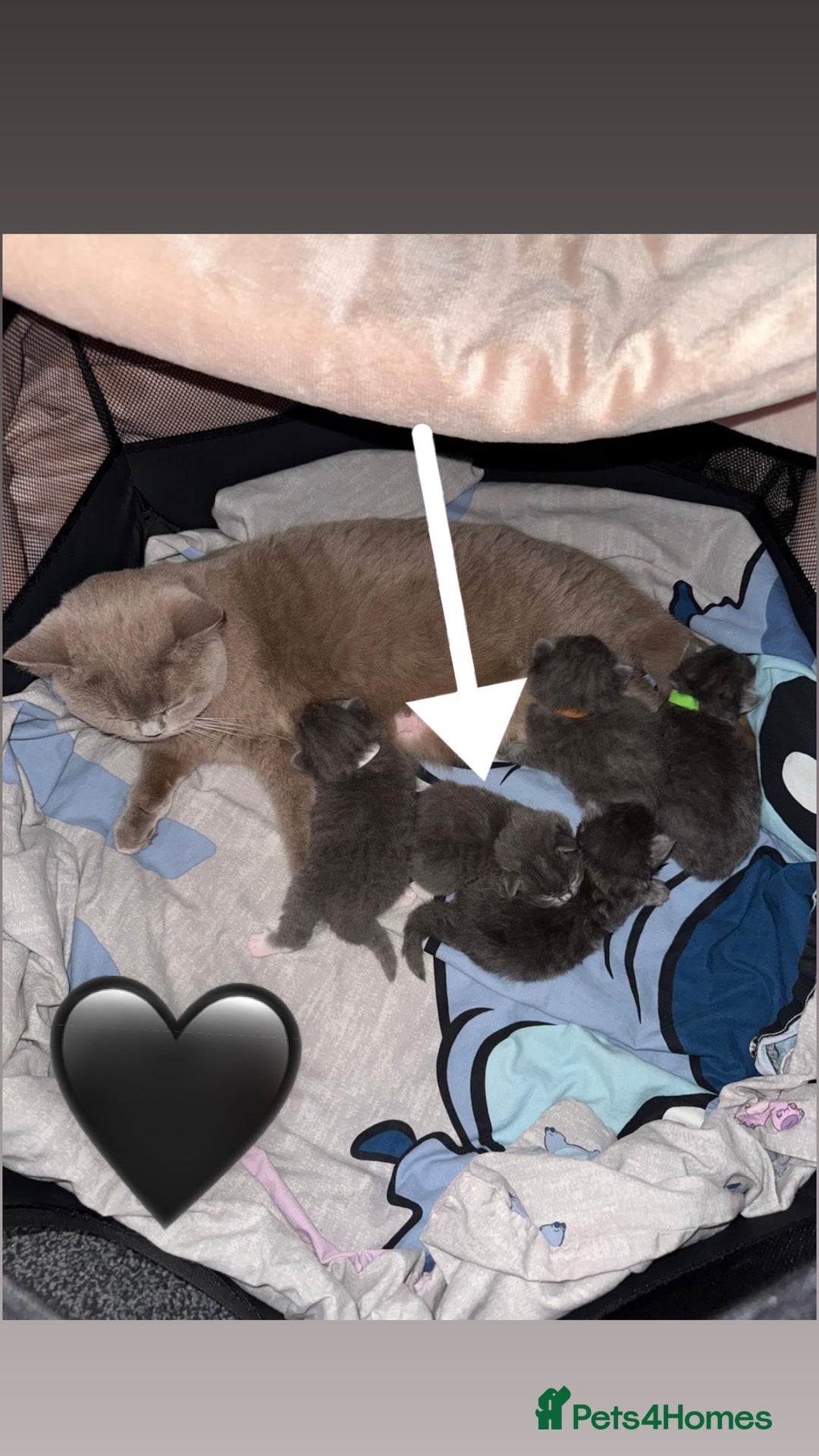 British Shorthair cats for sale: British Shorthair/Ragdoll - Advert 8