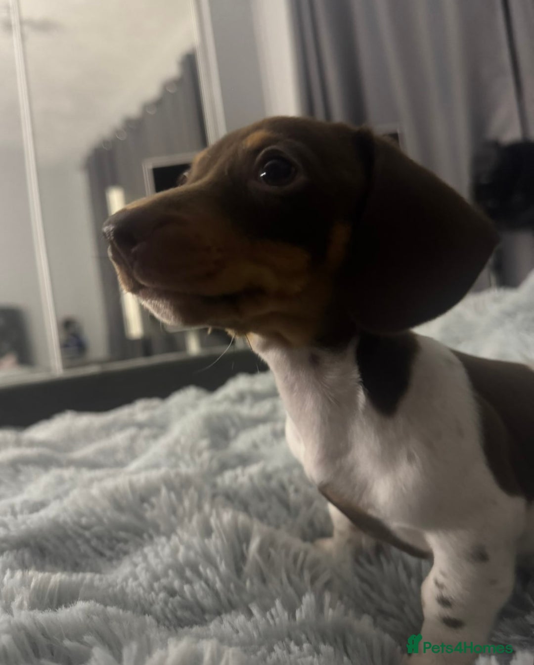 Miniature Dachshund dogs for sale: Four beautiful miniature dachshund girls - Advert 16