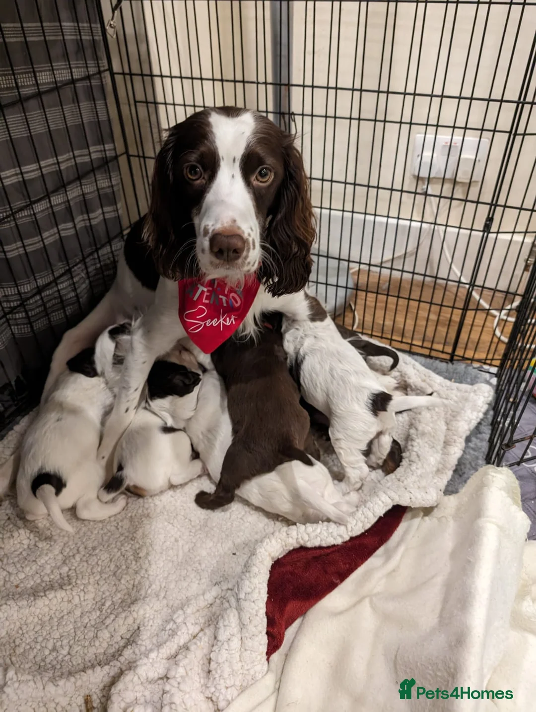 Field Spaniel dogs for stud: Proven Chocolate Spaniel for Stud  in Livingston - Advert 9