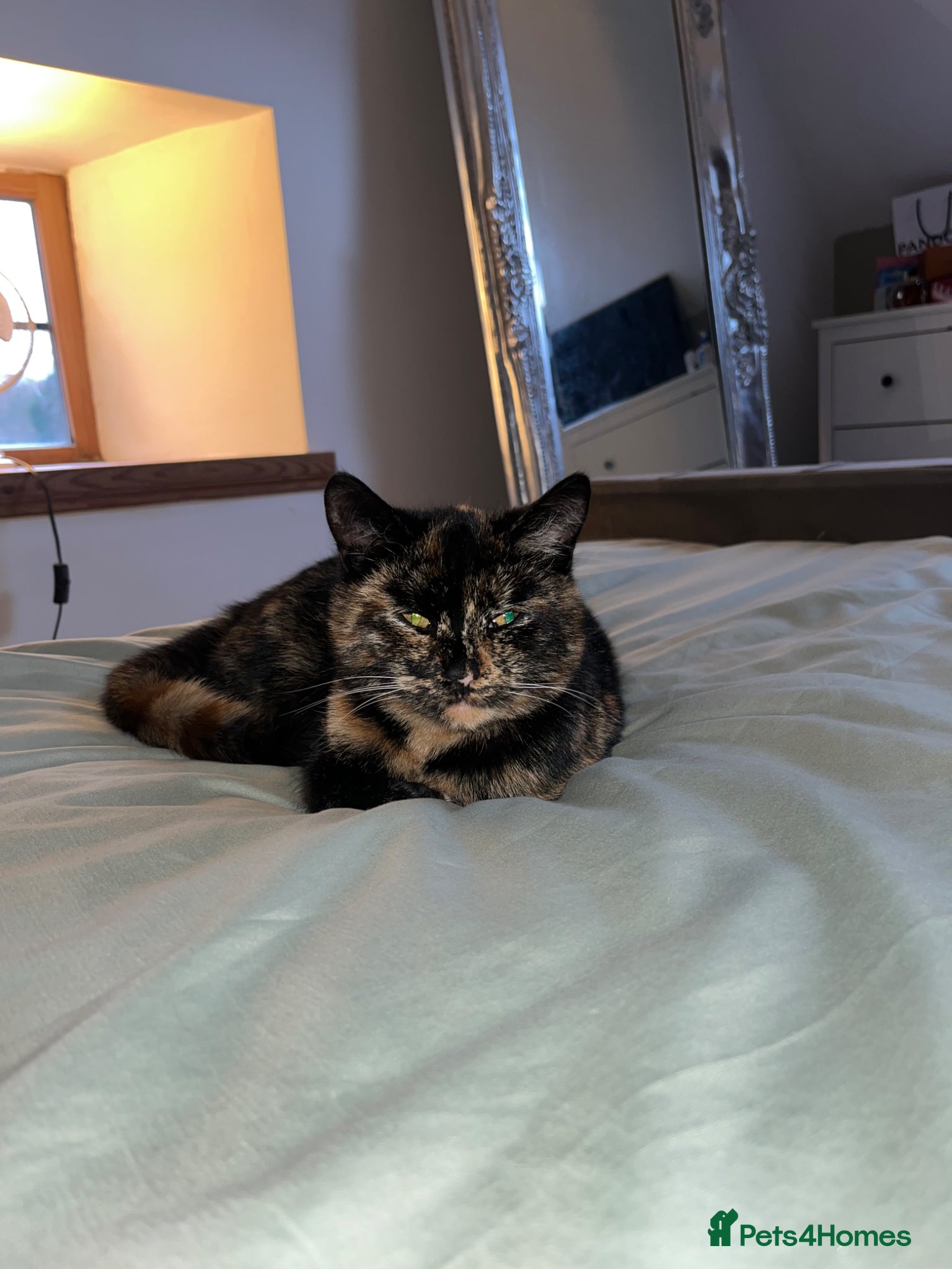 Mixed Breed cats Kittens for sale  - Advert 2