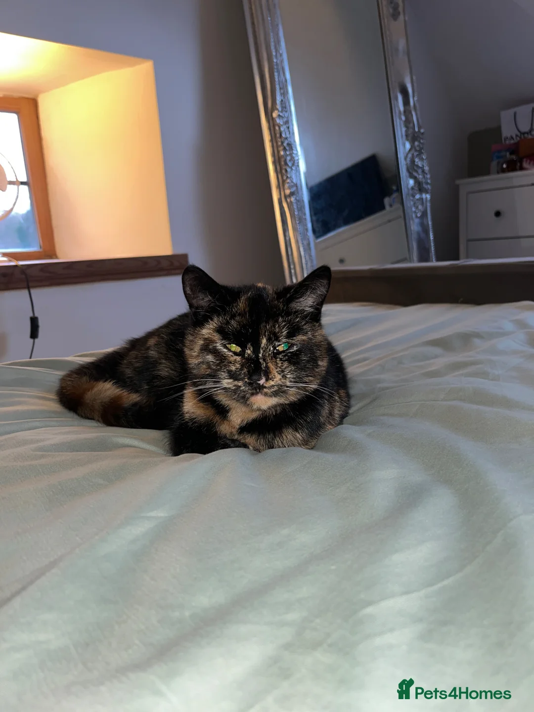 Mixed Breed cats for sale: Kittens for sale  - Advert 1