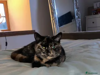 Mixed Breed cats Kittens for sale - Advert 2