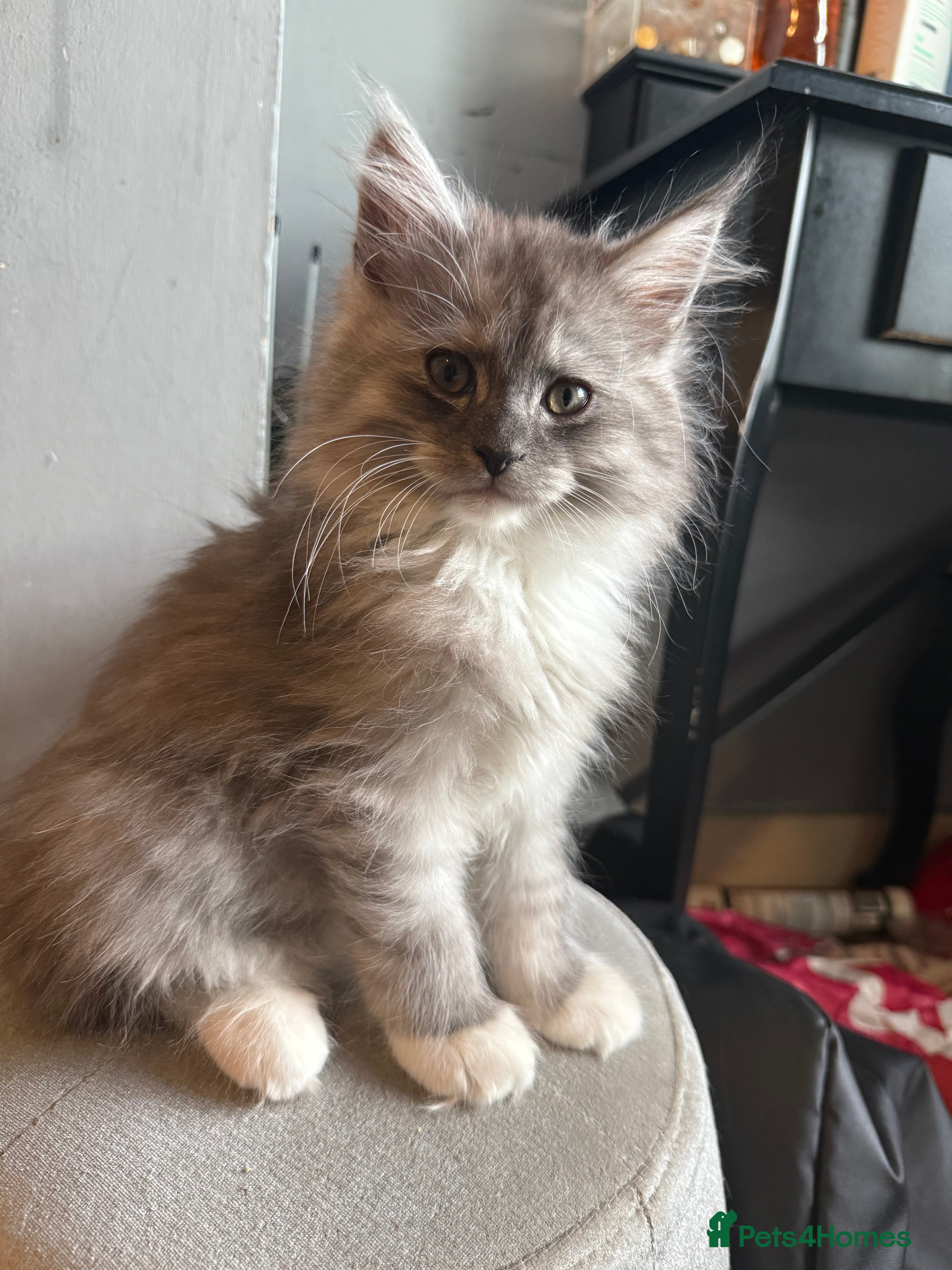 Mixed Breed cats for sale: Maine coon x Persian kittens  - Advert 5