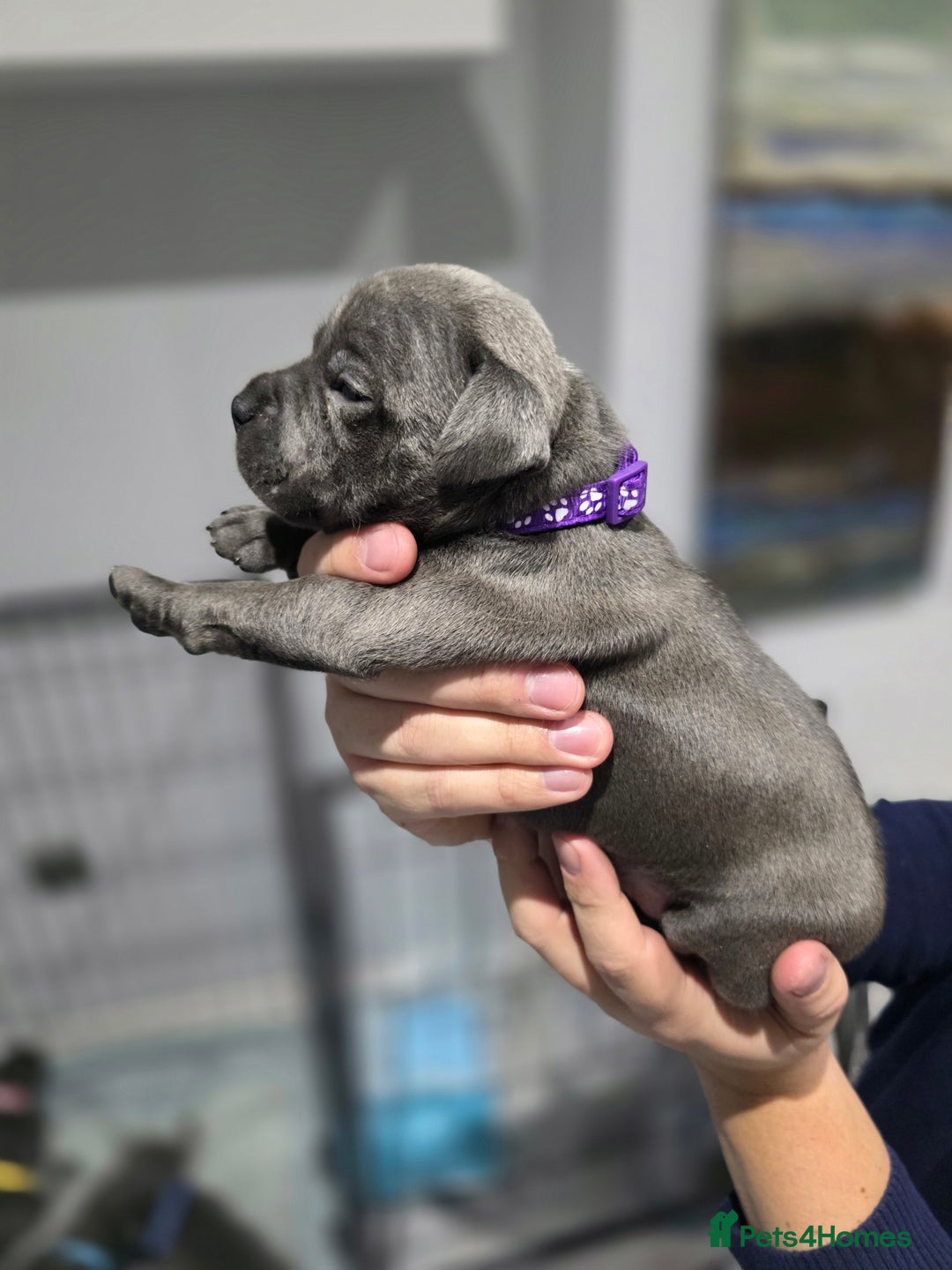 Staffordshire Bull Terrier dogs for sale: Beautiful Staffordshire Bull Terrier Puppies - Advert 18