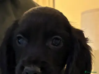 Sprocker dogs Beautiful Sprocker Puppies - Advert 4