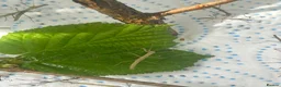 Stick Insects invertebrates for sale: Indian Stick Insects nymph, hatchlings & Eggs - Advert 8