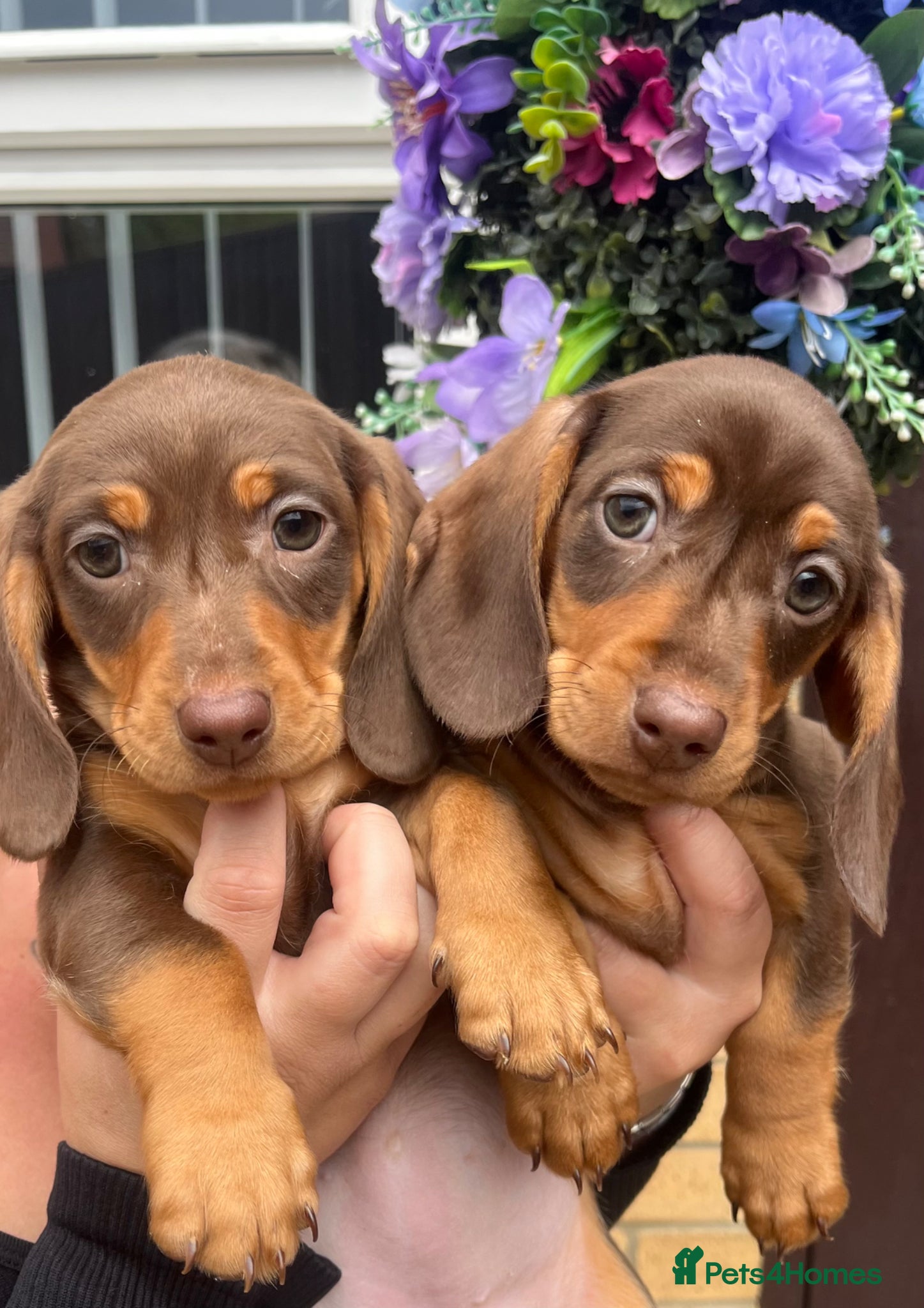Dachshund dogs 🐾 dachshund puppies🐾 - Advert 20