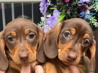 Dachshund dogs 🐾 dachshund puppies🐾 - Advert 20